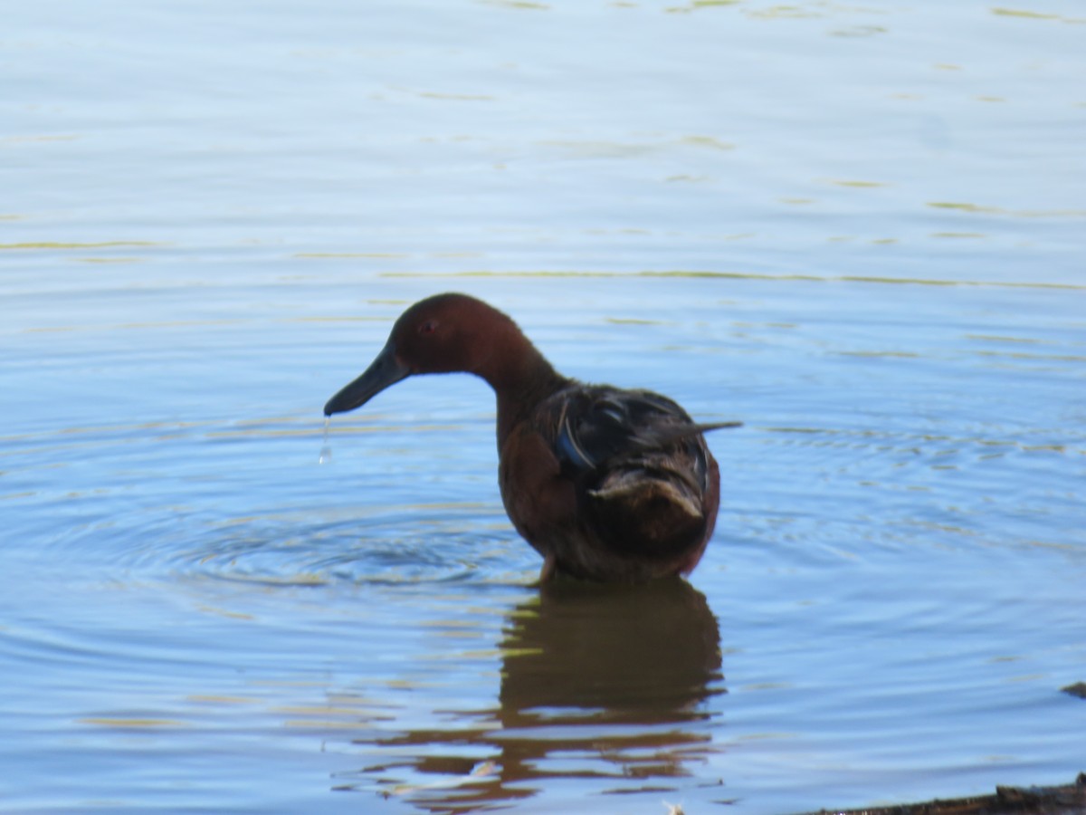 Cinnamon Teal - ML659460515