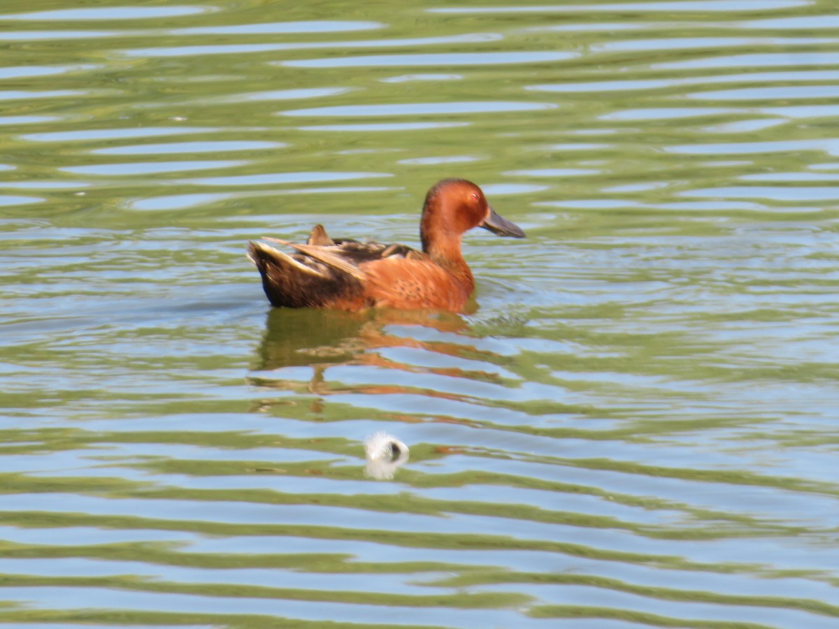 Cinnamon Teal - ML659460516