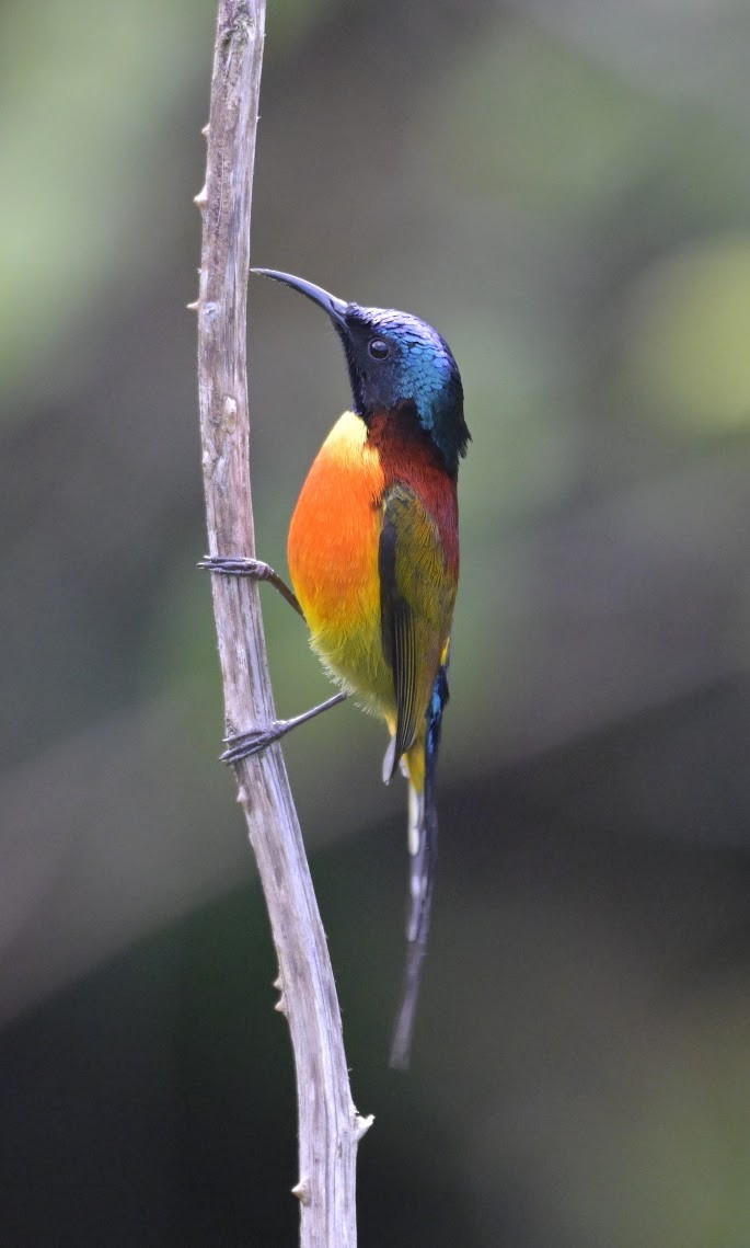 Green-tailed Sunbird (Doi Inthanon) - ML659461055