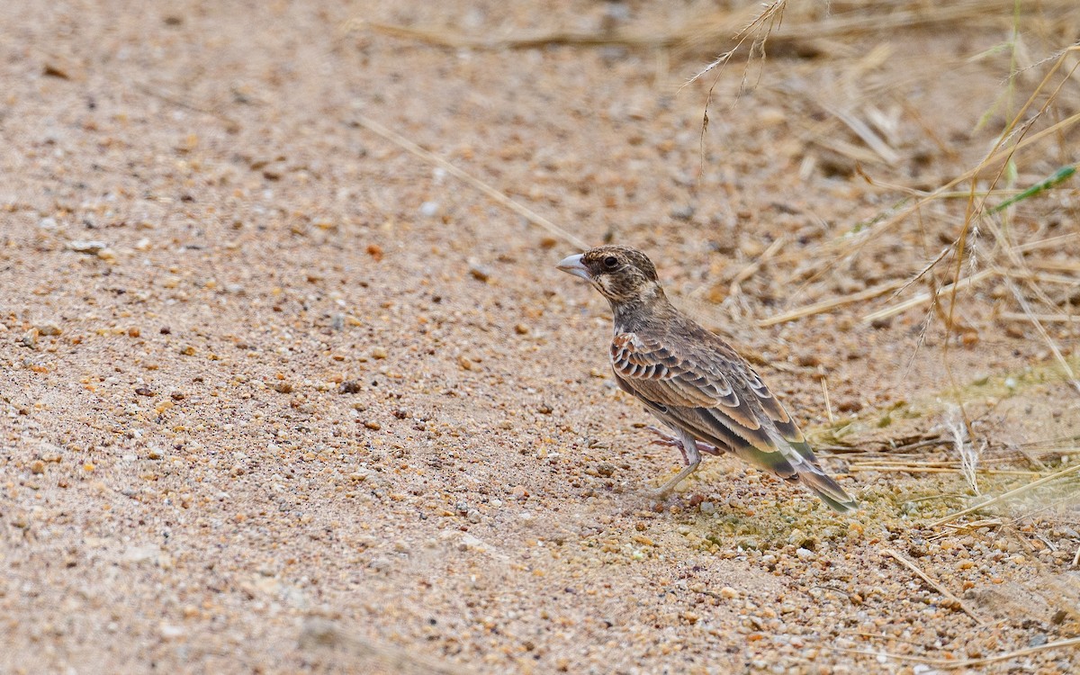 Chestnut-backed Sparrow-Lark - ML659461296
