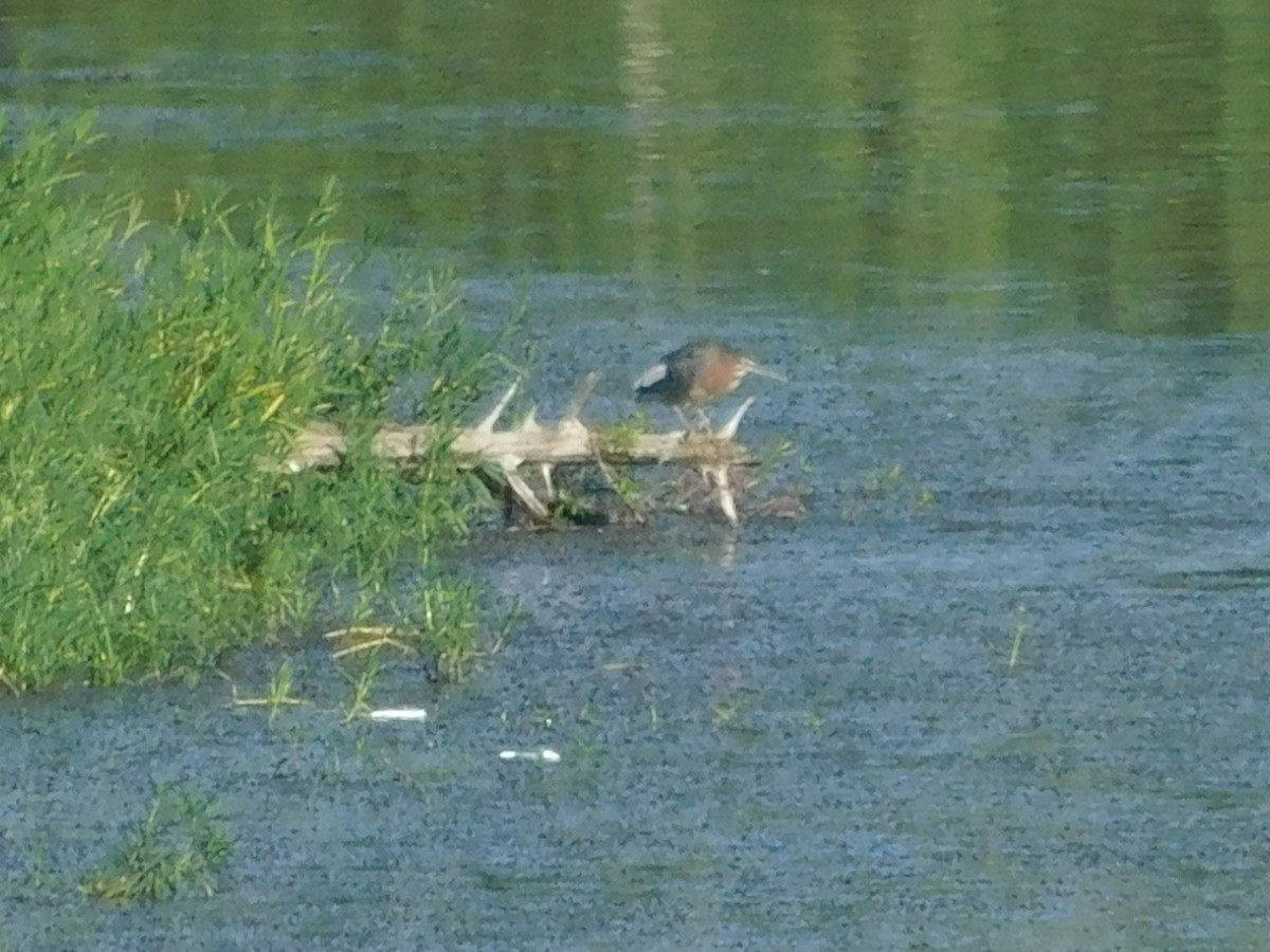 Green Heron - Jerry Decker