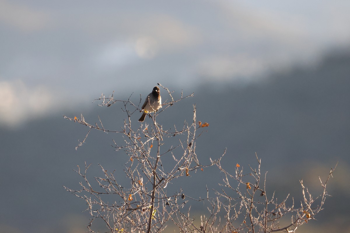 Black-fronted Bulbul - ML659461691