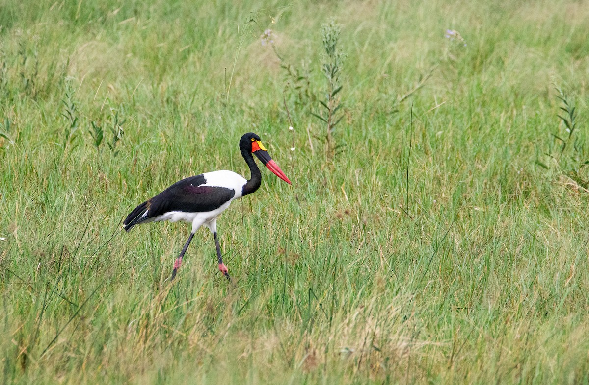 Saddle-billed Stork - ML659461876