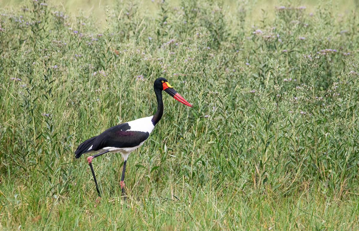 Saddle-billed Stork - ML659461877
