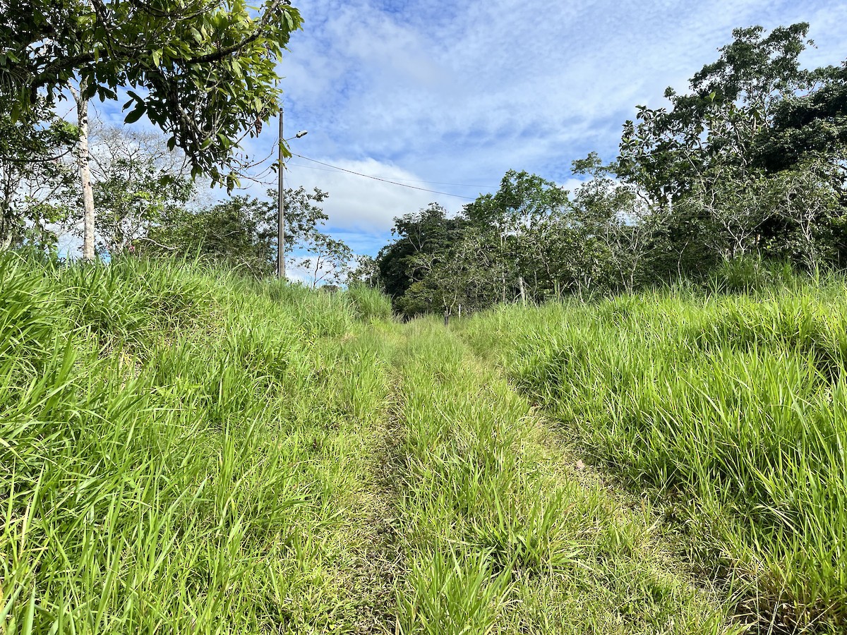 null - ML659461904