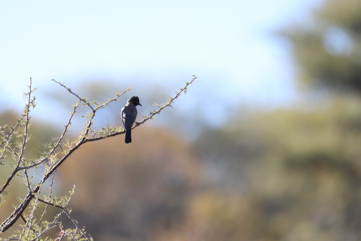 Black-fronted Bulbul - ML659462062