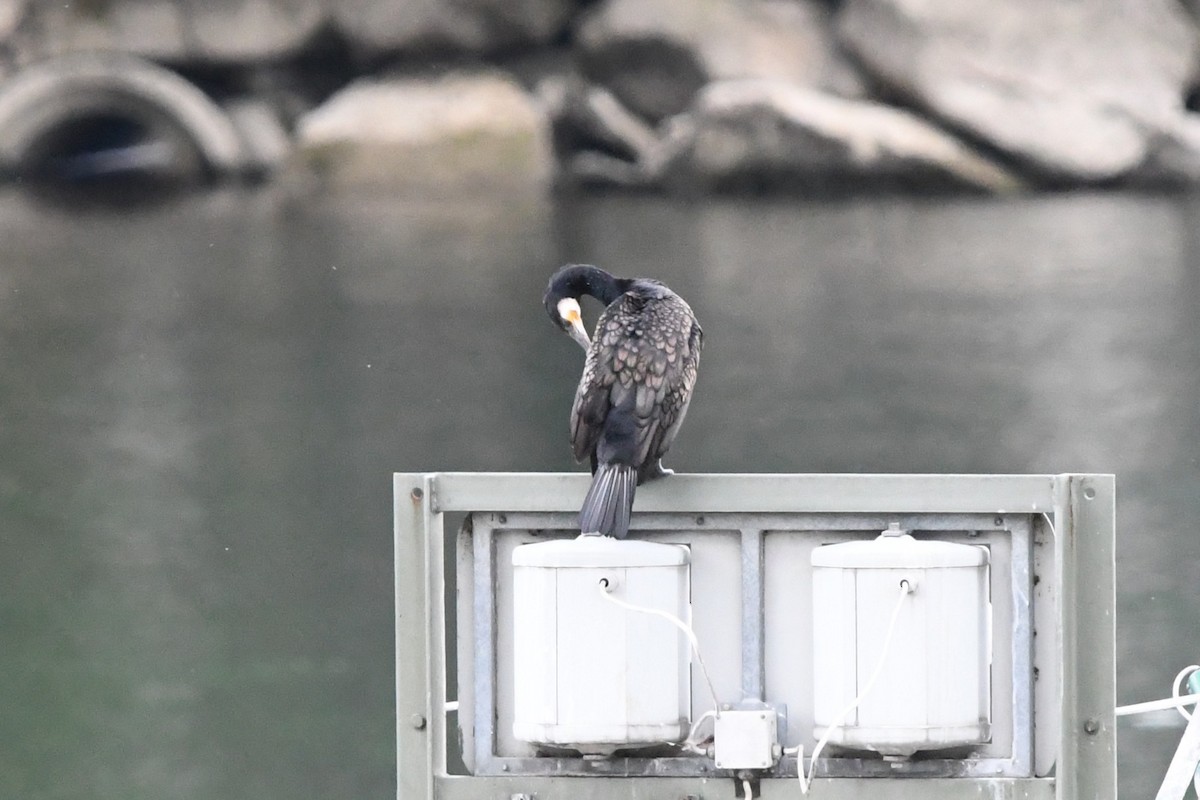 Cormorano - ML659462096
