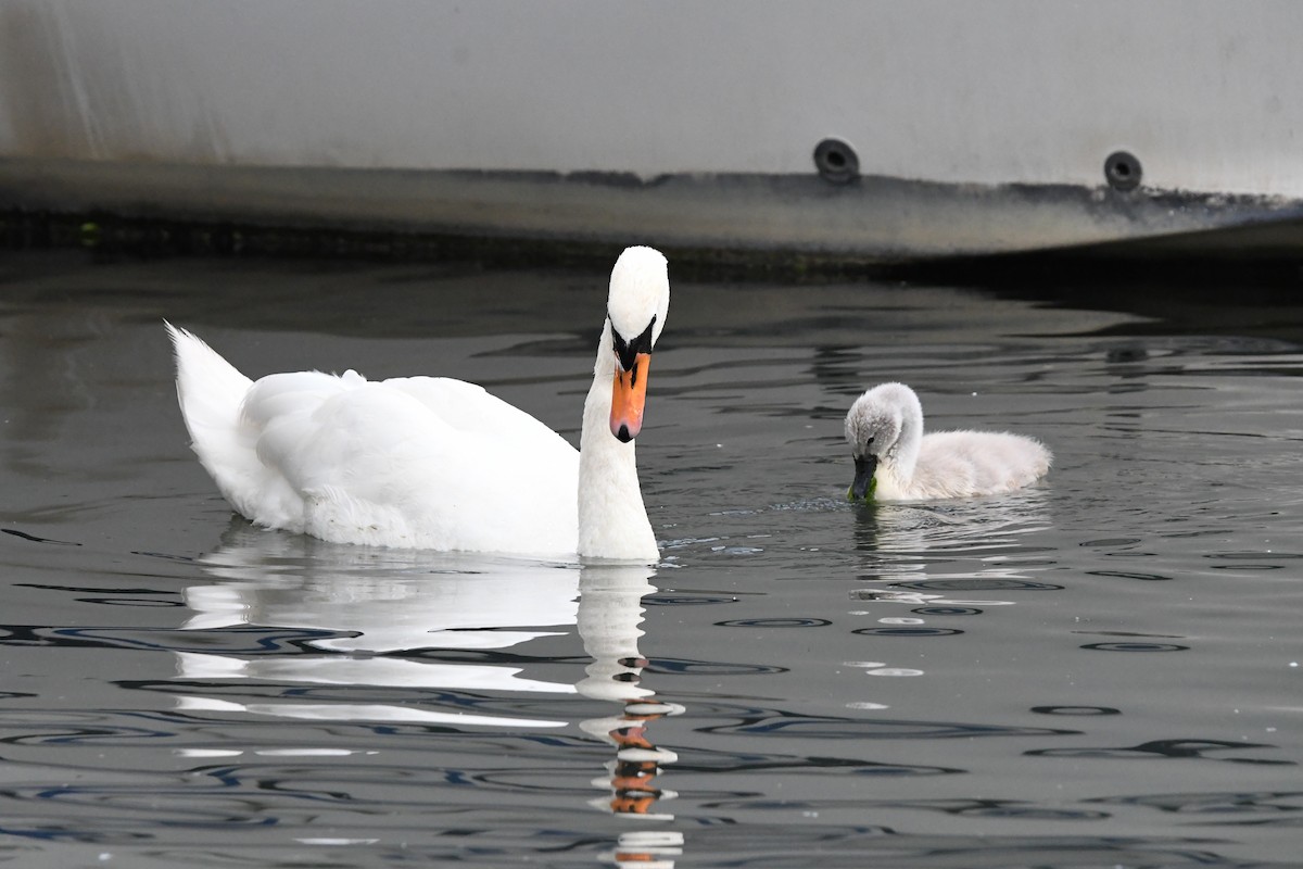Cigno reale - ML659462138