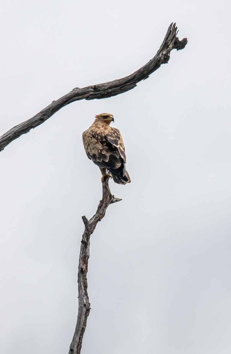 Águila Rapaz - ML659462328