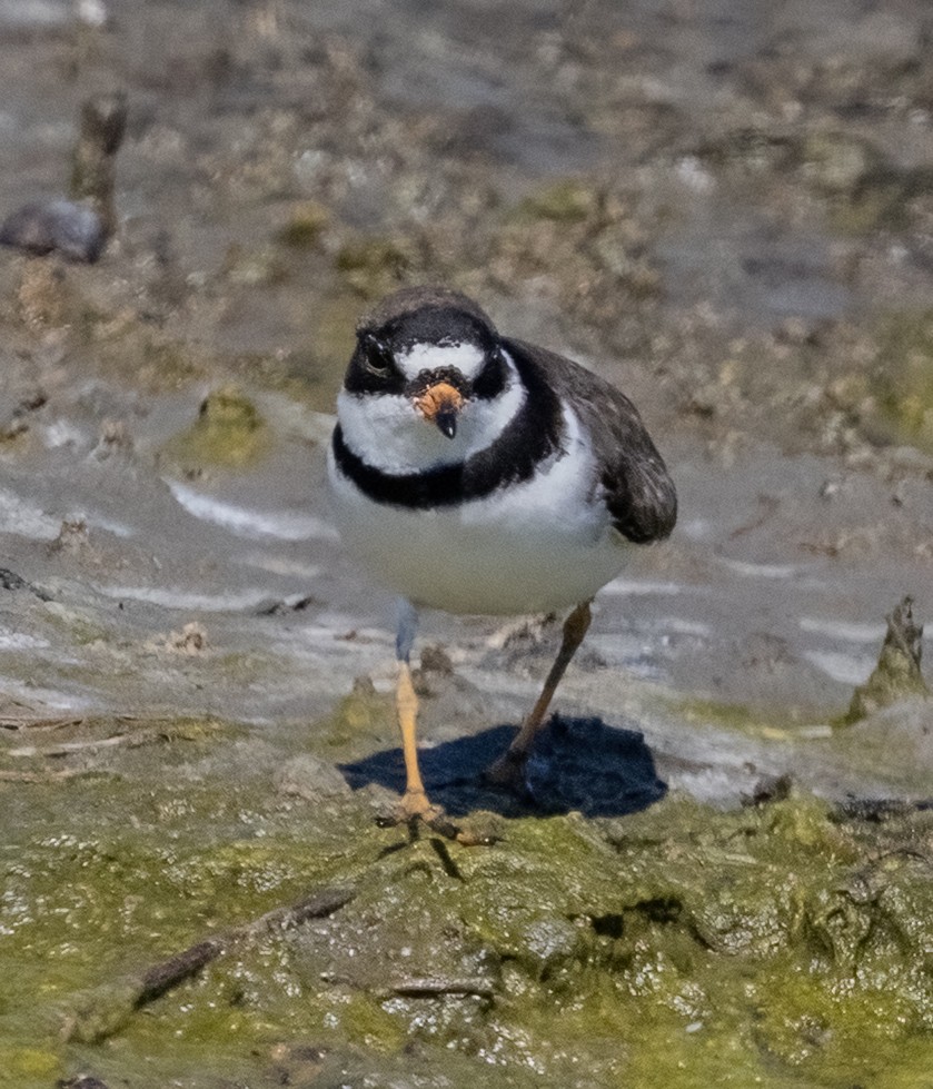 Eskimoregenpfeifer - ML659462657