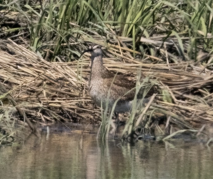 Hudsonbrachvogel - ML659462666