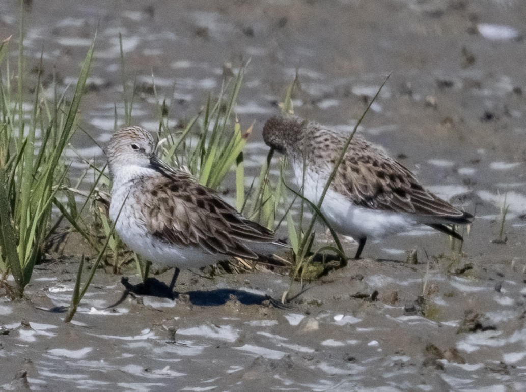 Sandstrandläufer - ML659462711