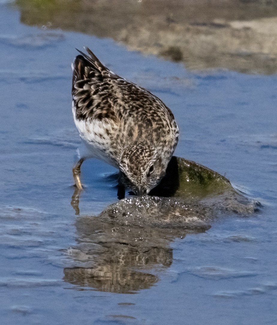Wiesenstrandläufer - ML659462816