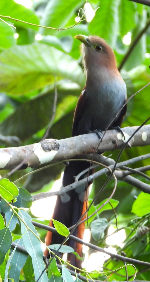 Common Squirrel-Cuckoo - ML659463495