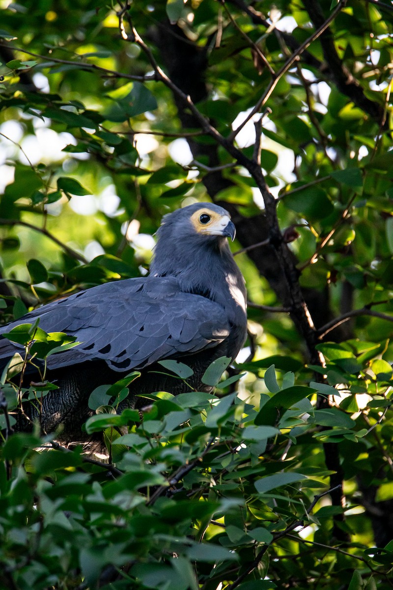 Aguilucho Caricalvo Común - ML659463615