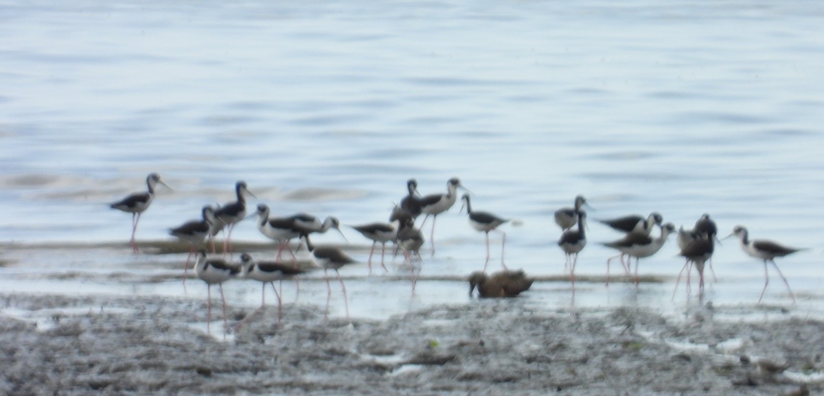 Black-necked Stilt - ML659463944
