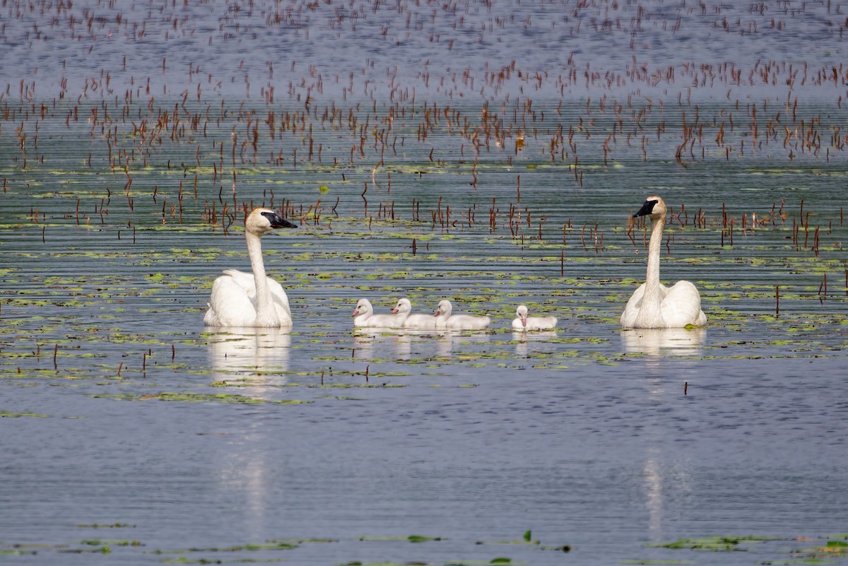 Trumpeter Swan - Cygnus buccinator - Media Search - Macaulay Library ...