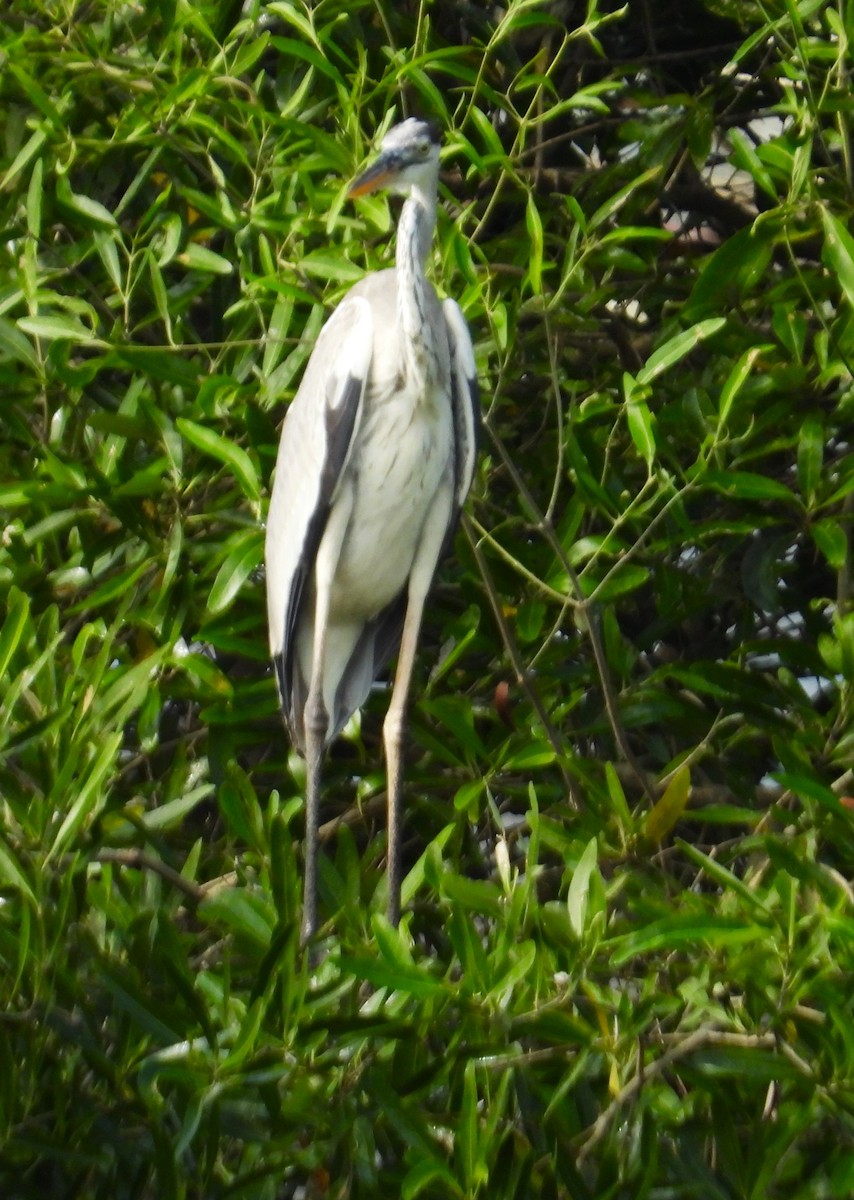 Cocoi Heron - ML659464098