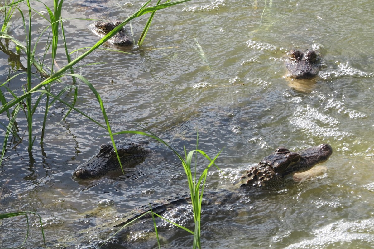 American Alligator - ML659464249