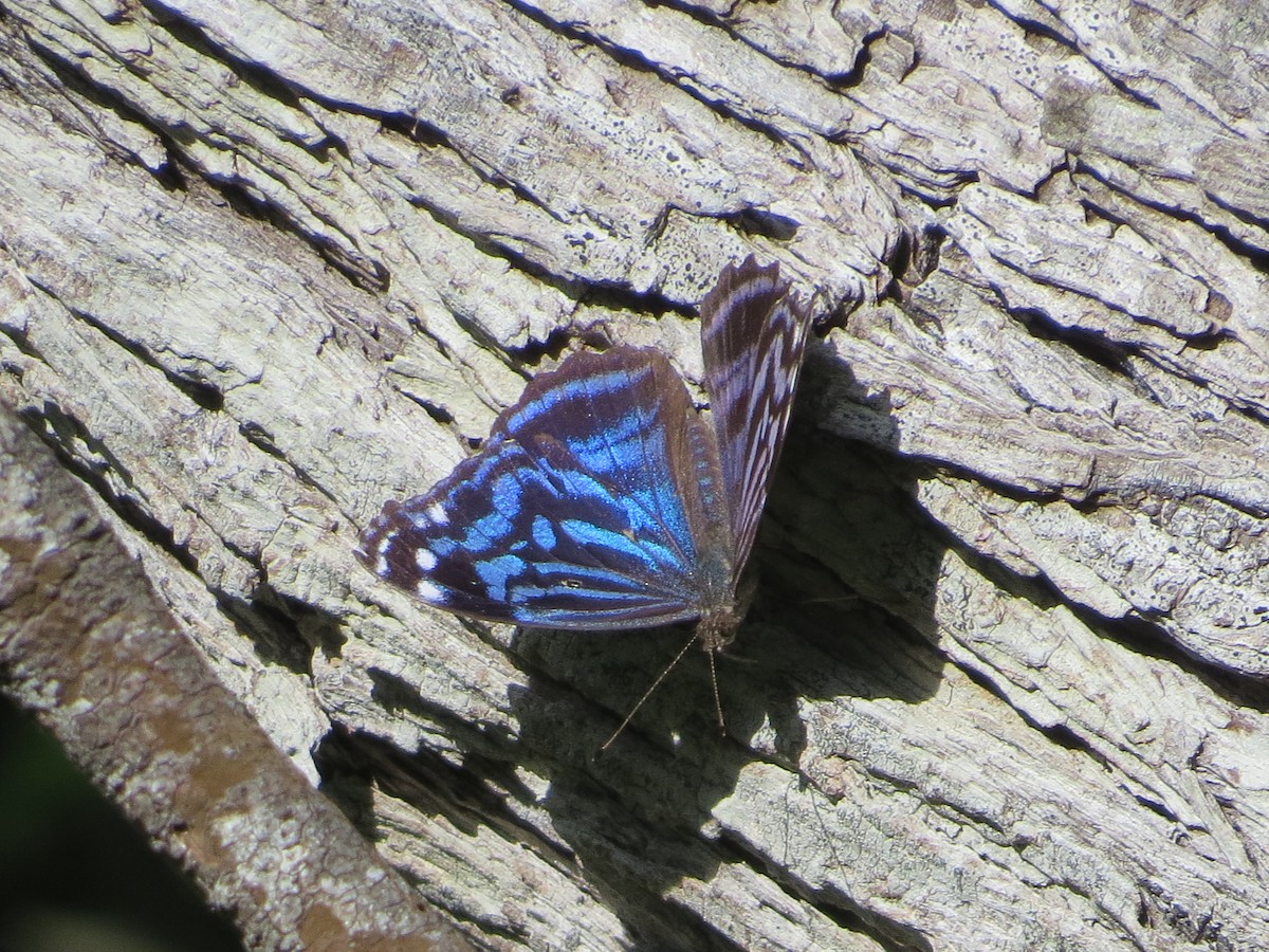 Mexican Bluewing - ML659464250