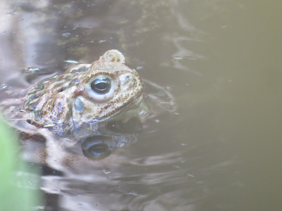 Giant Toad - ML659464540