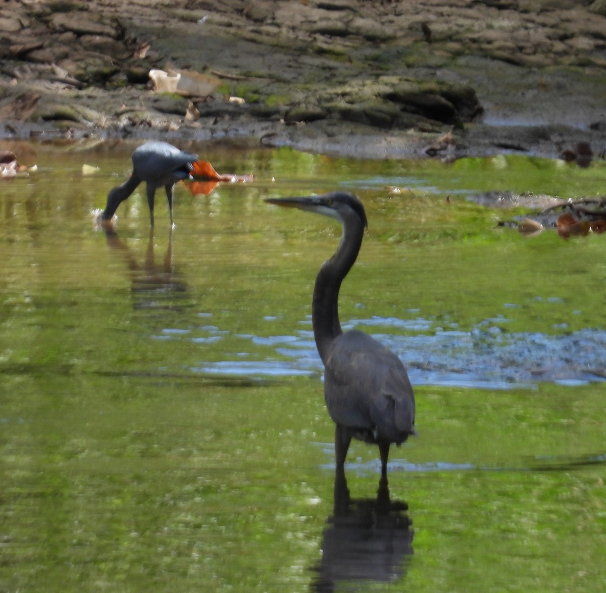 Tricolored Heron - ML659464831