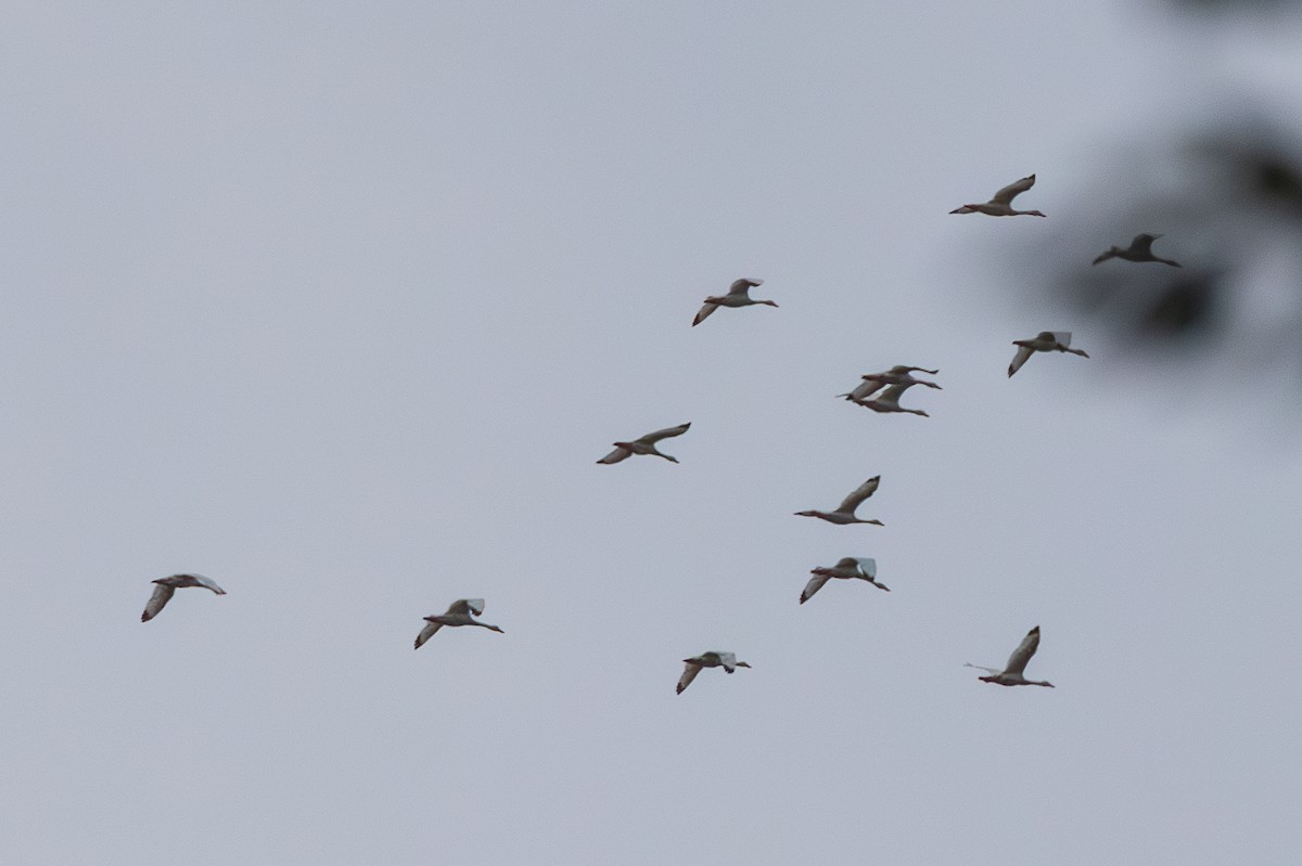 Coscoroba Swan - ML659465349