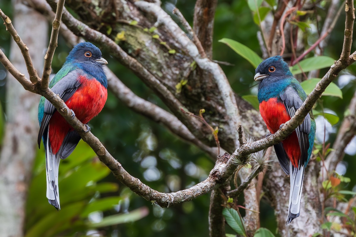 Surucua Trogon - ML659465357