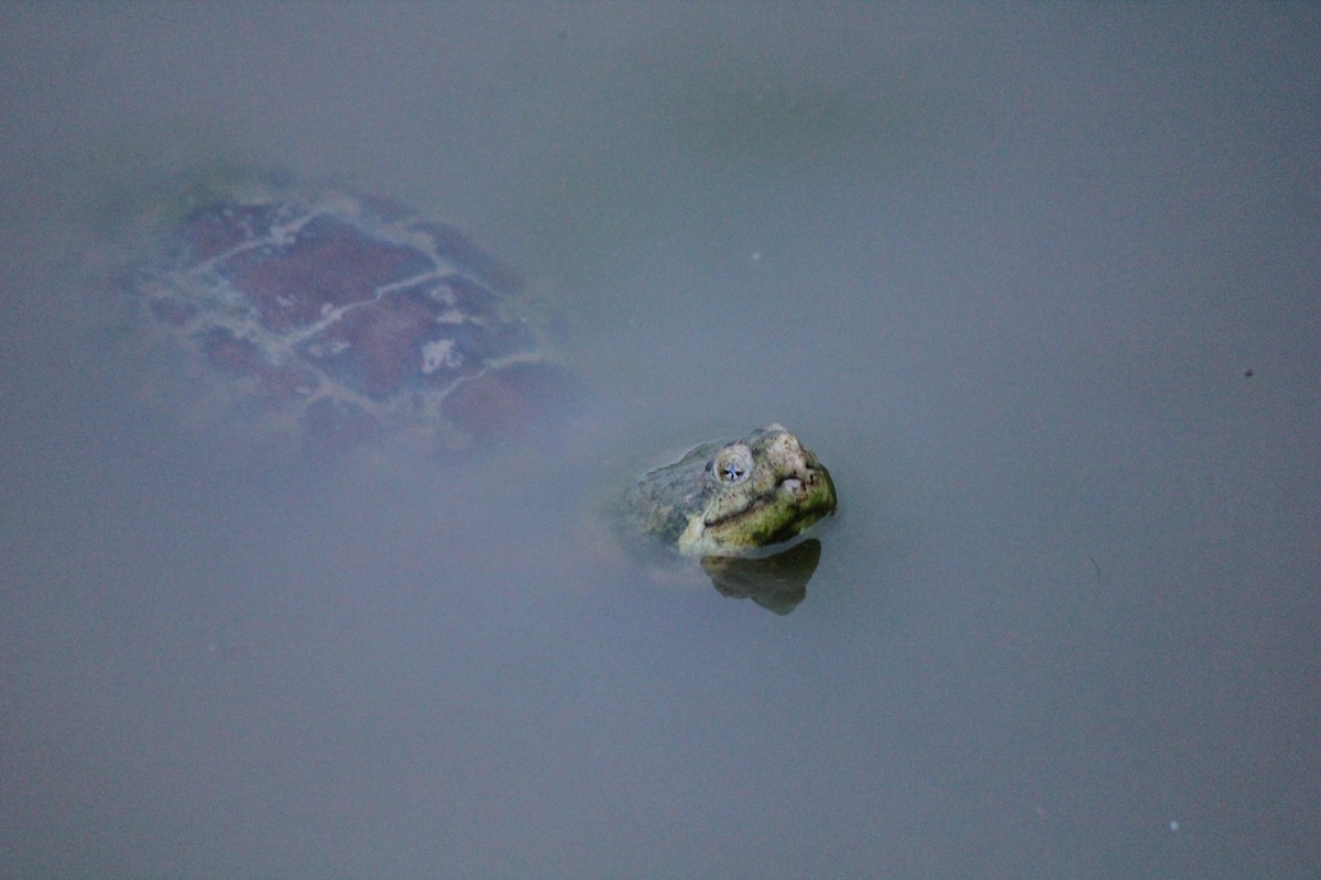 Common Snapping Turtle - ML659465686
