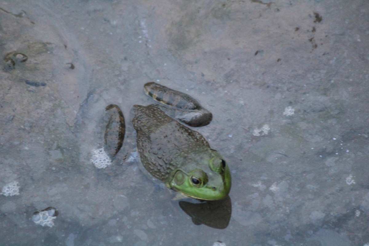 American Bullfrog - ML659465935