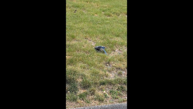 Blue Jay - ML659466171