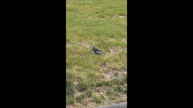 Blue Jay - ML659466173