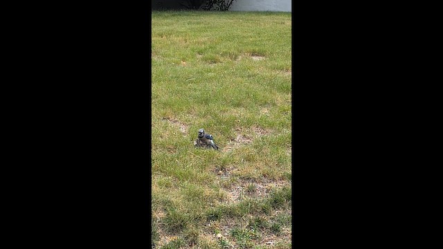 Blue Jay - ML659466180