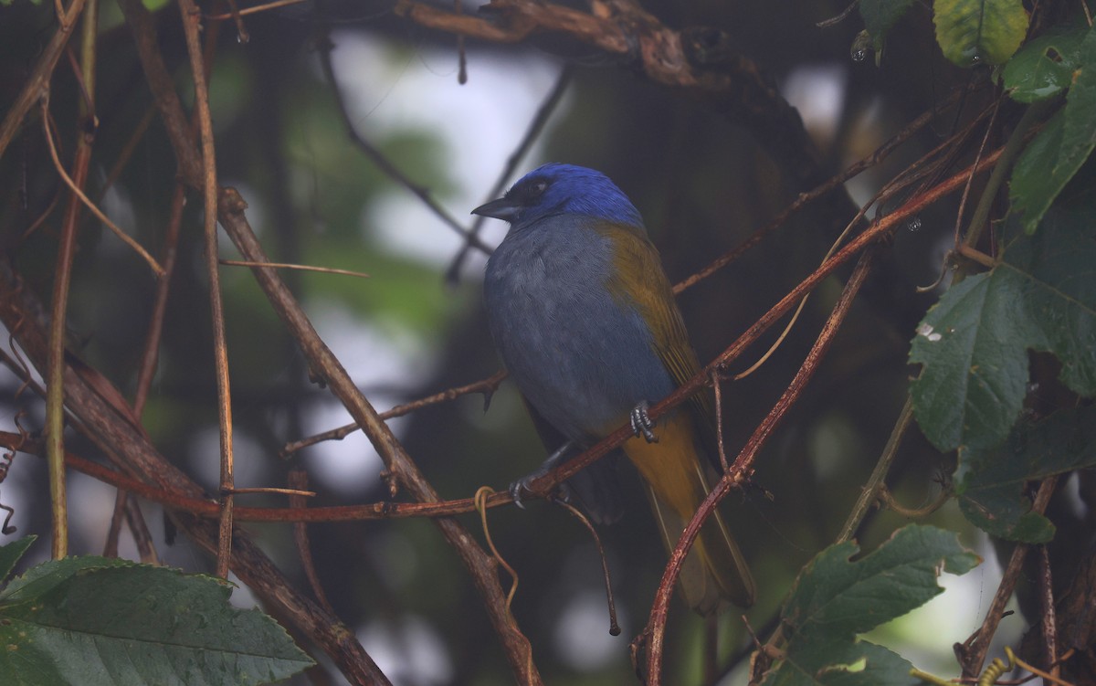 Blue-capped Tanager - ML659466241