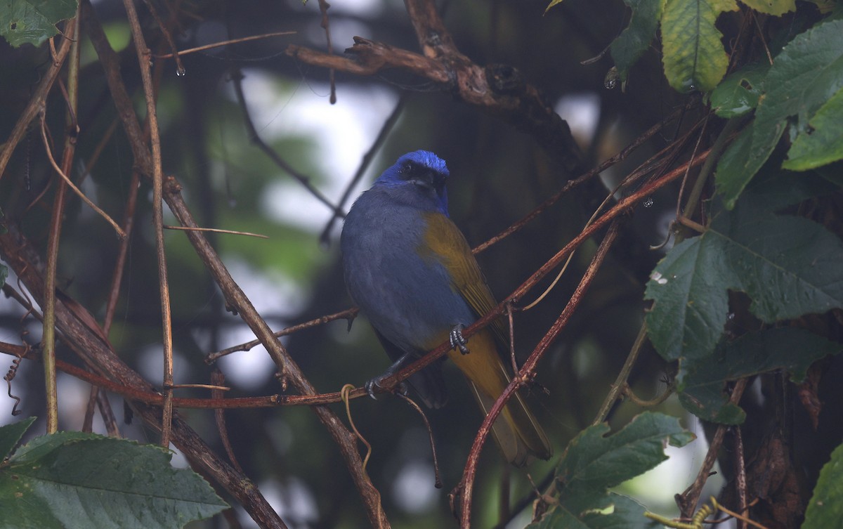 Blue-capped Tanager - ML659466254