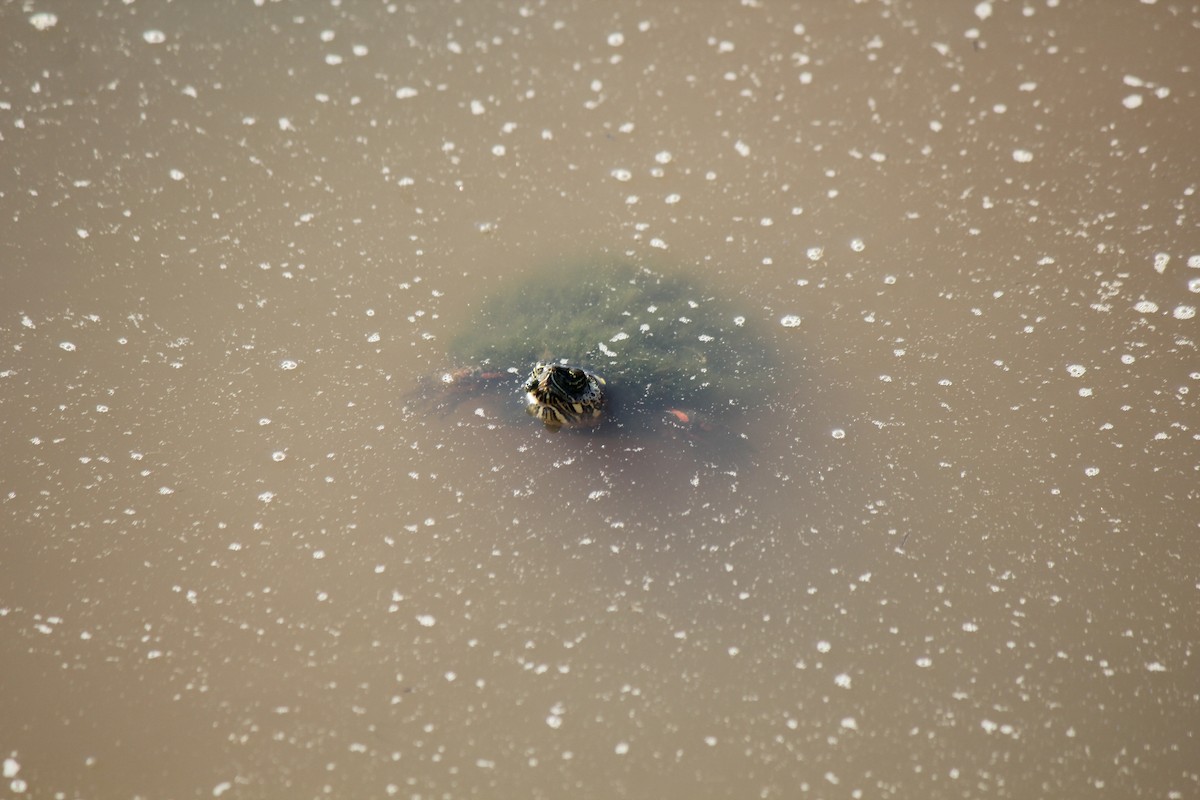 River Cooter - ML659466342