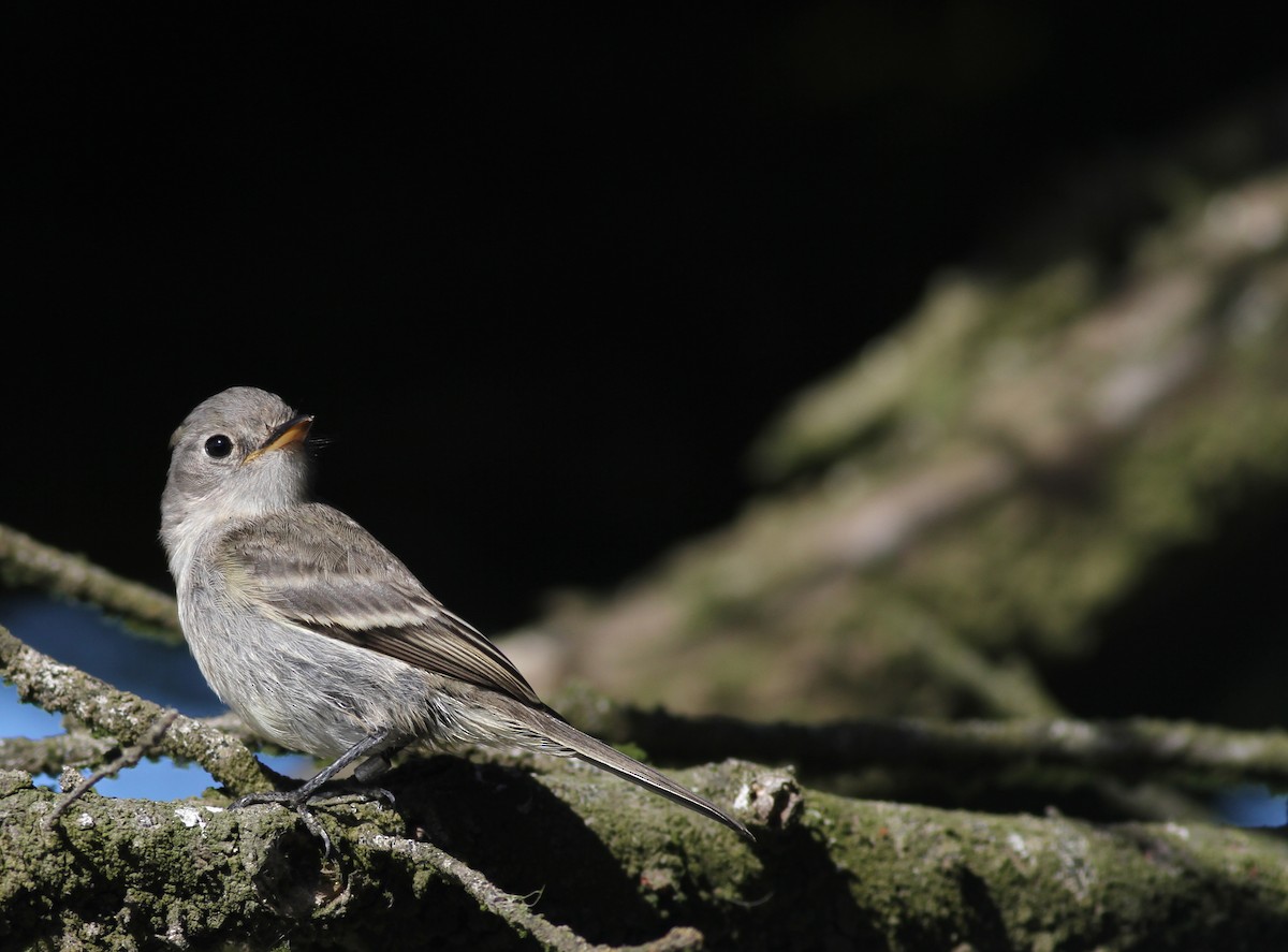 Gray Flycatcher - ML65946651