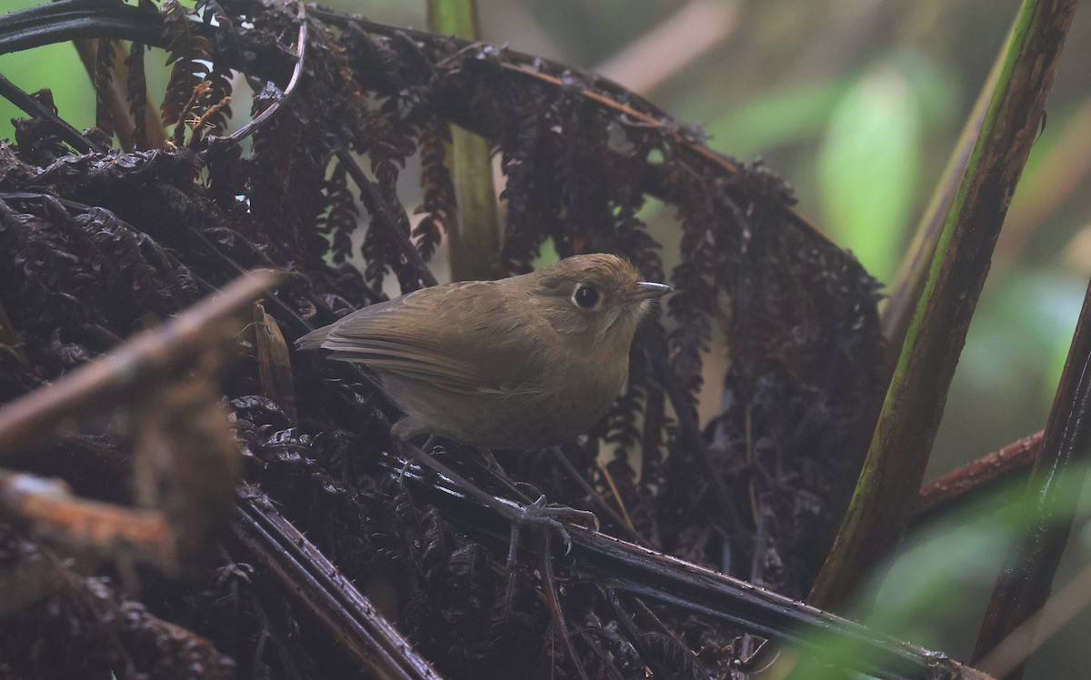Perija Antpitta - ML659466517