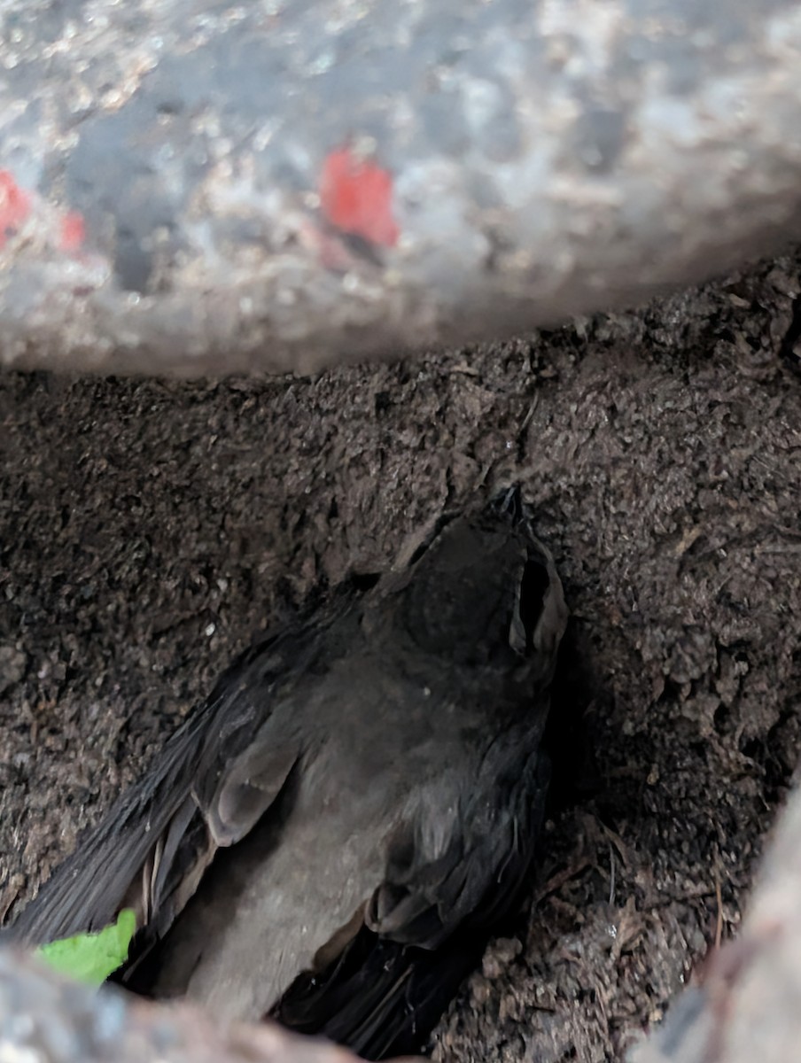 Chimney Swift - ML659466604