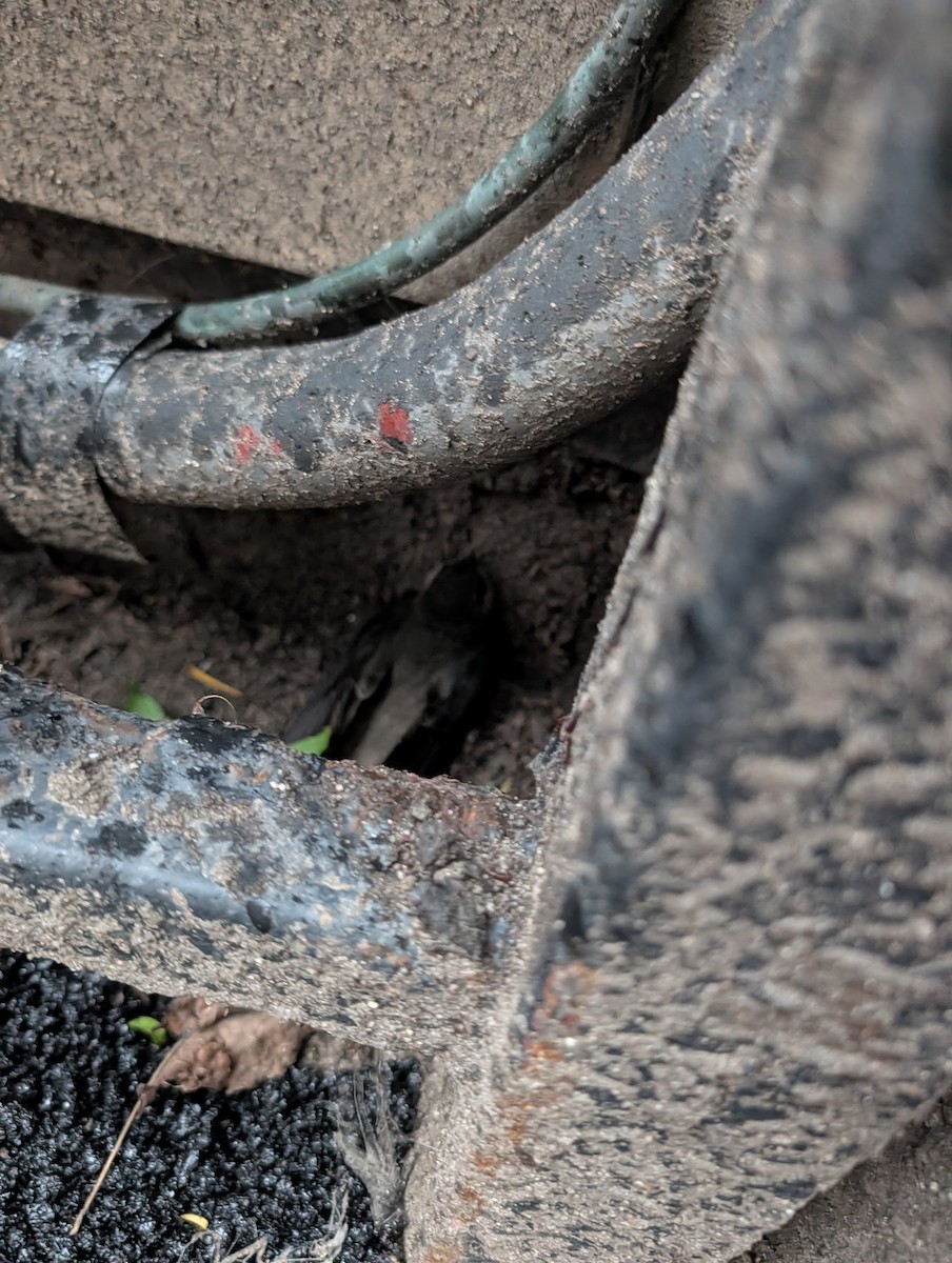 Chimney Swift - ML659466606