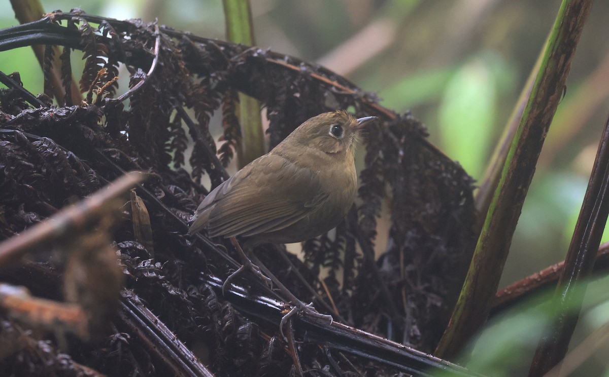 Perija Antpitta - ML659466672