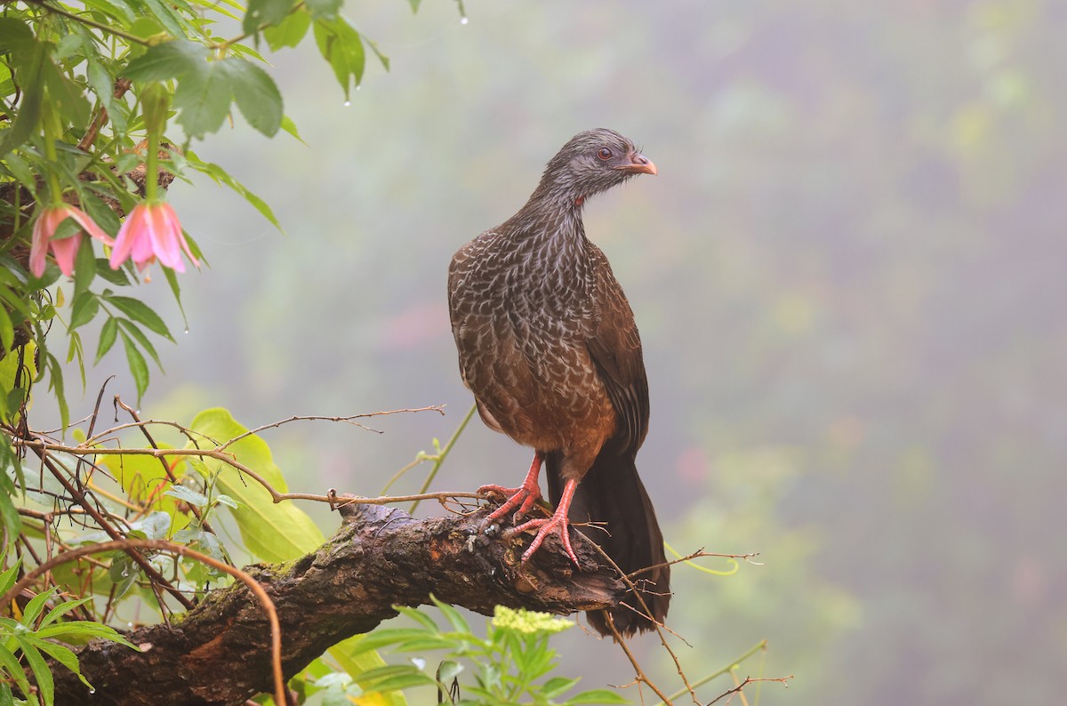 Andean Guan - ML659466841