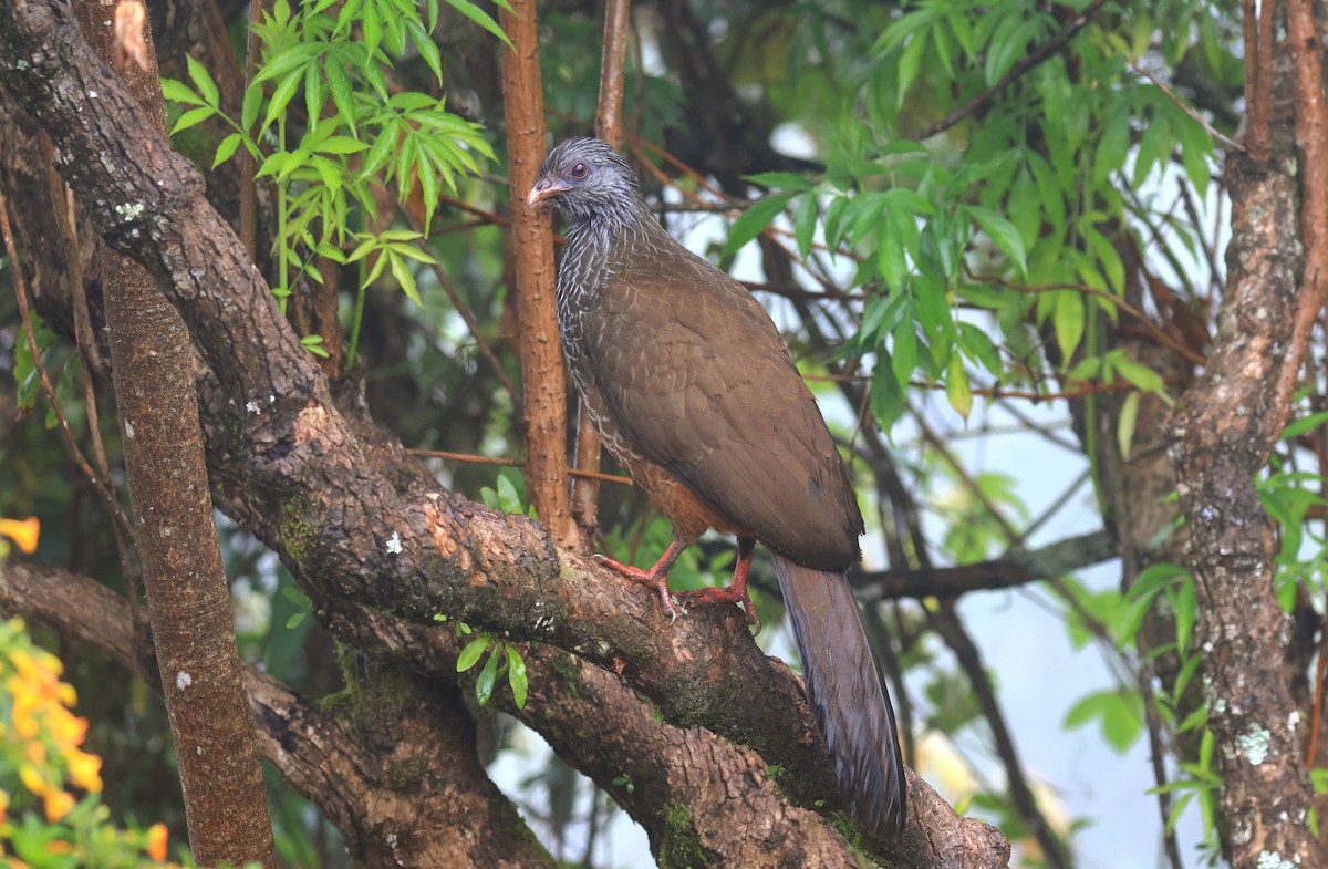 Andean Guan - ML659466987