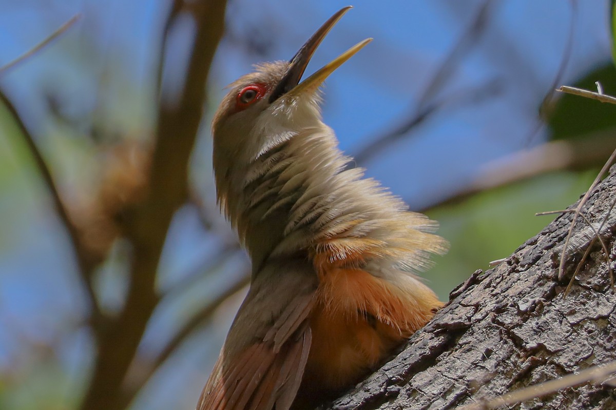Puerto Rican Lizard-Cuckoo - ML659467023