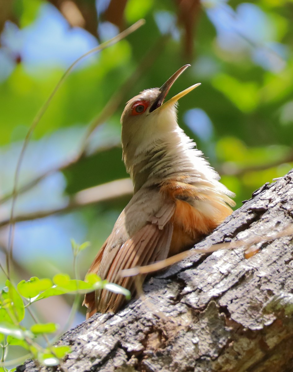 Puerto Rican Lizard-Cuckoo - ML659467024