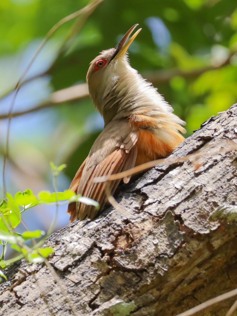Puerto Rican Lizard-Cuckoo - ML659467025