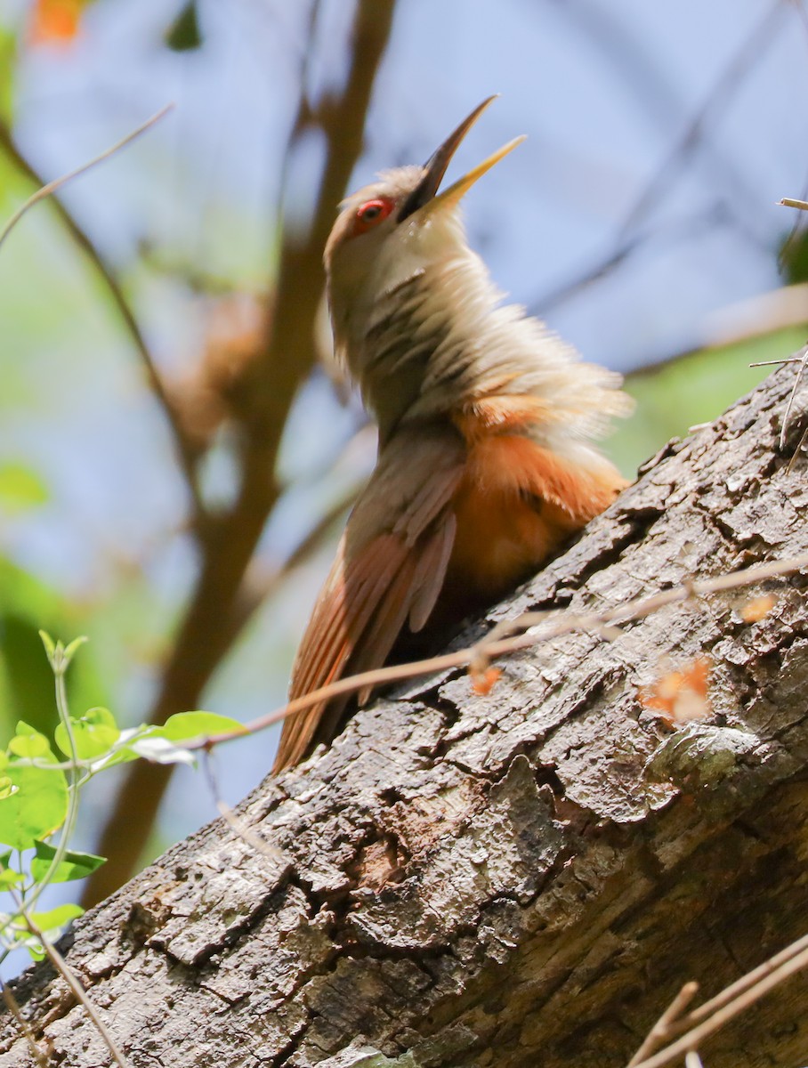 Puerto Rican Lizard-Cuckoo - ML659467026