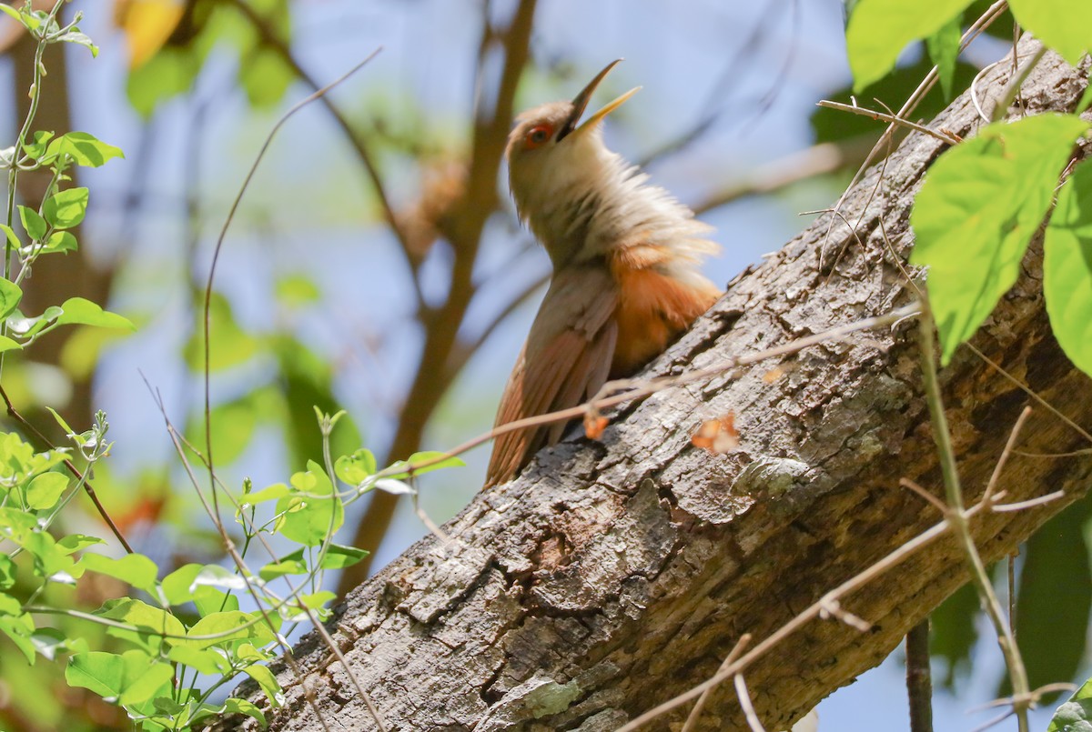 Puerto Rican Lizard-Cuckoo - ML659467027
