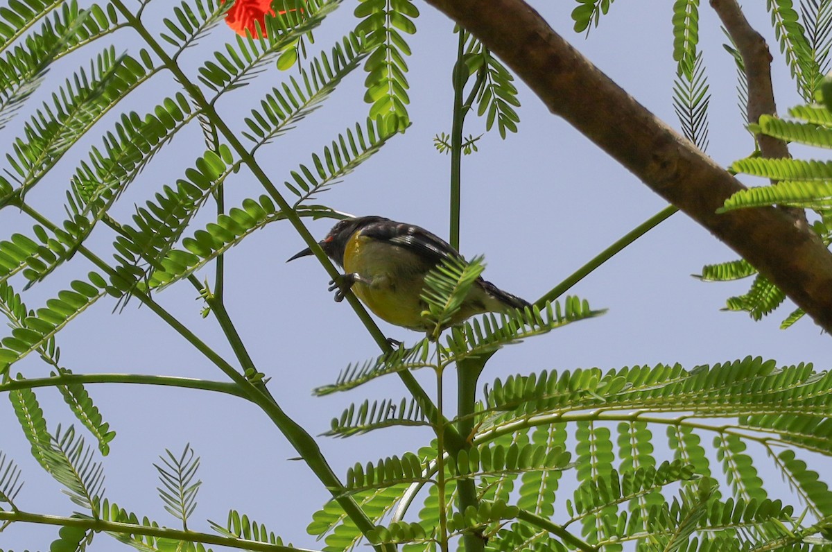 Bananaquit - ML659467044