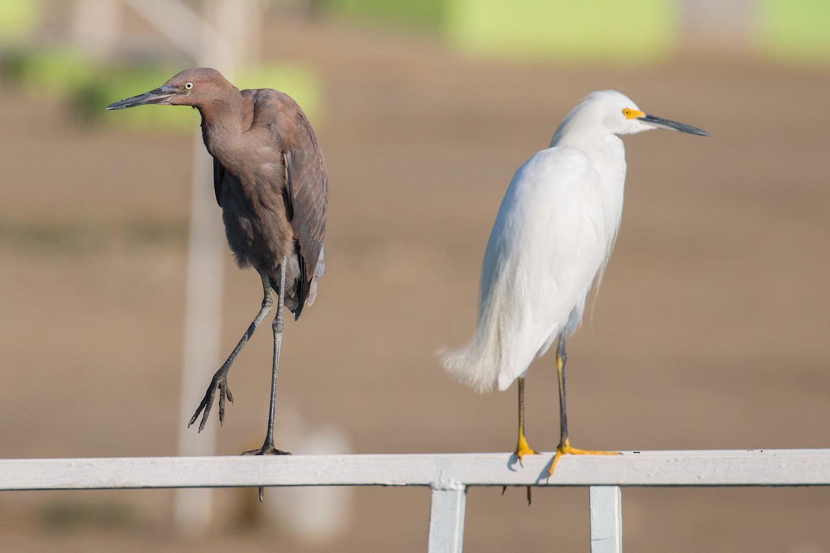 Reddish Egret - ML65946751